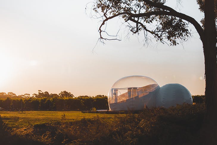 bubble tent located under tree in vineyard